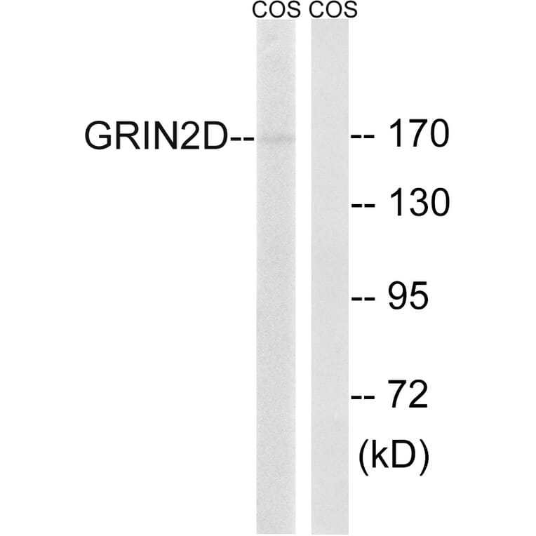 Western Blot - Anti-GRIN2D Antibody (C15922) - Antibodies.com