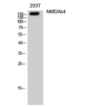 Western Blot - Anti-GRIN2D Antibody (C15922) - Antibodies.com