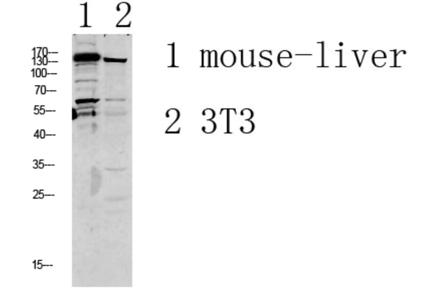 Western Blot - Anti-GRIN2D Antibody (C15922) - Antibodies.com
