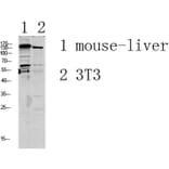 Western Blot - Anti-GRIN2D Antibody (C15922) - Antibodies.com