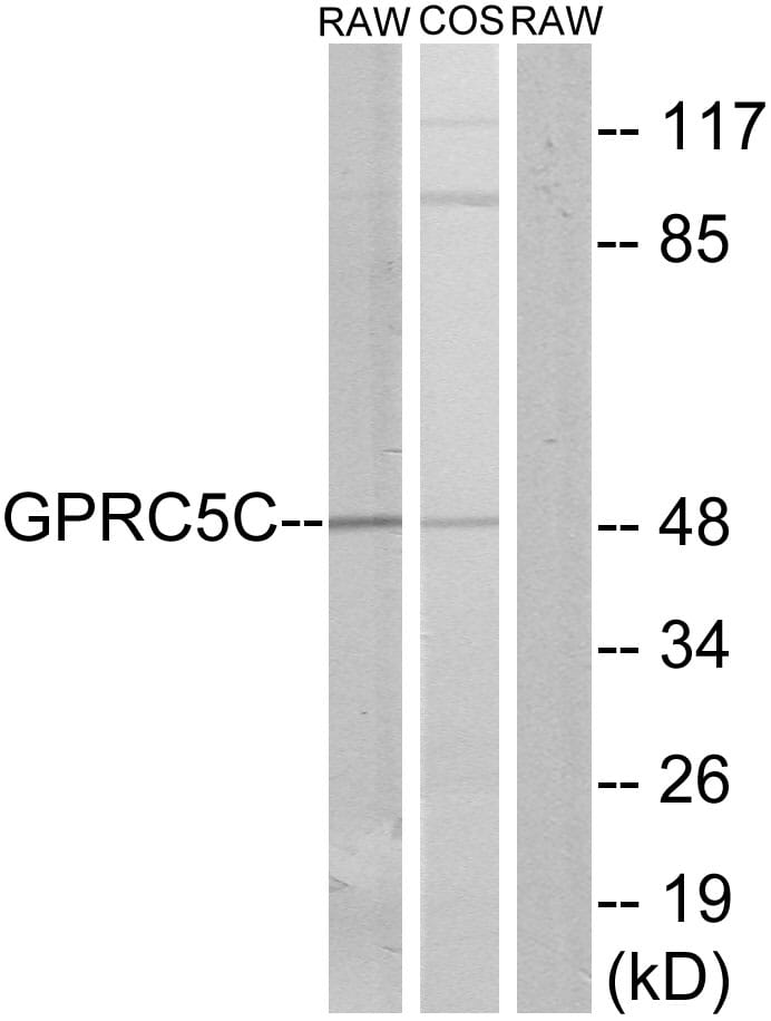 Western blot analysis of lysates from RAW264.7 and COS7 cells using Anti-GPRC5C Antibody. The right hand lane represents a negative control, where the antibody is blocked by the immunising peptide.