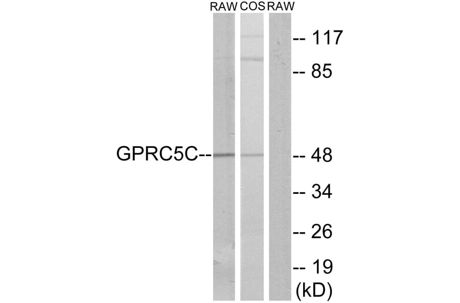 Western Blot - Anti-GPRC5C Antibody (G319) - Antibodies.com