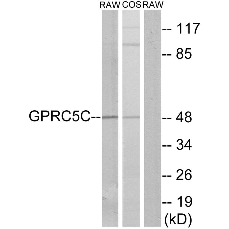 Western Blot - Anti-GPRC5C Antibody (G319) - Antibodies.com
