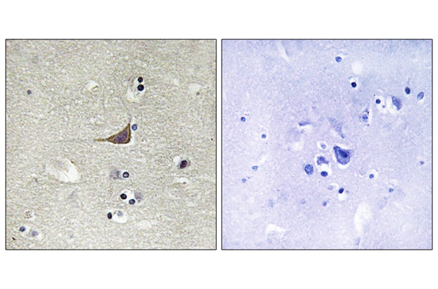 Immunohistochemistry - Anti-GPR180 Antibody (G316) - Antibodies.com