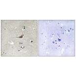 Immunohistochemistry - Anti-GPR180 Antibody (G316) - Antibodies.com