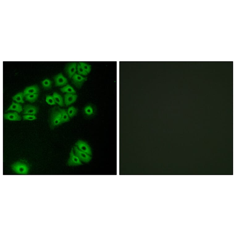 Immunofluorescence - Anti-GPR180 Antibody (G316) - Antibodies.com