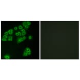 Immunofluorescence - Anti-GPR180 Antibody (G316) - Antibodies.com