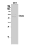 Western Blot - Anti-GPR180 Antibody (G316) - Antibodies.com