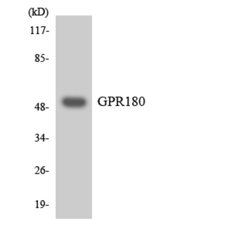 Western Blot - Anti-GPR180 Antibody (R12-2843) - Antibodies.com