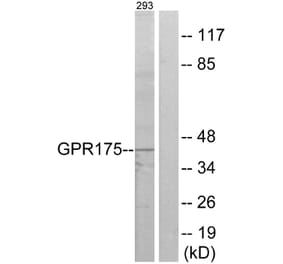 Western Blot - Anti-GPR175 Antibody (G146) - Antibodies.com