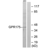 Western Blot - Anti-GPR175 Antibody (G146) - Antibodies.com
