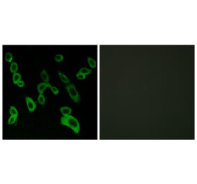 Immunofluorescence - Anti-GPR139 Antibody (G294) - Antibodies.com