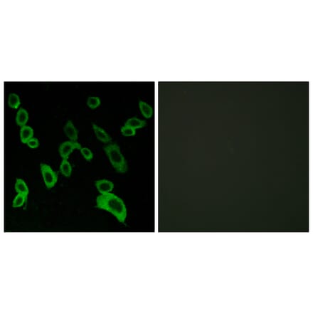 Immunofluorescence - Anti-GPR139 Antibody (G294) - Antibodies.com