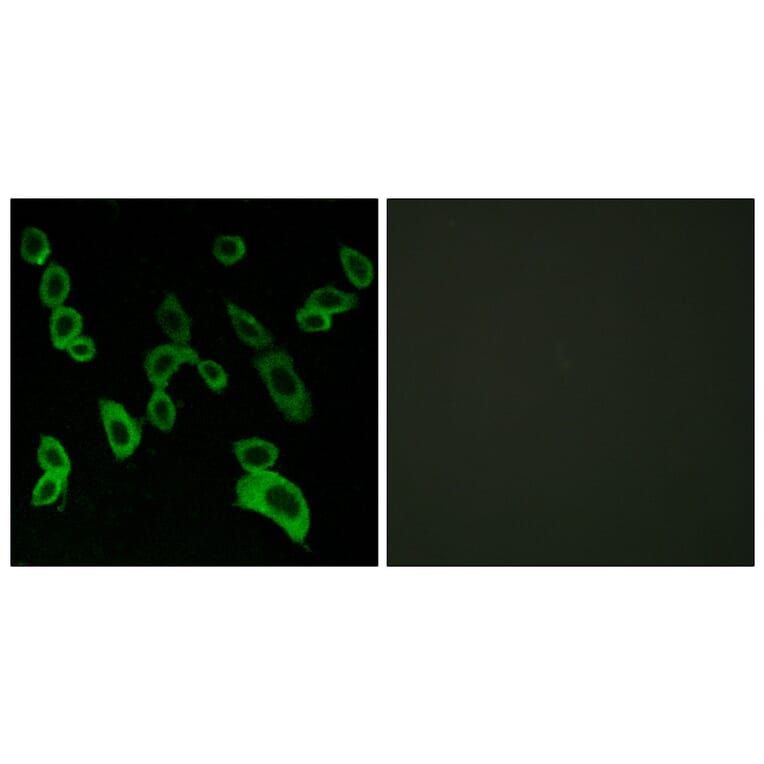 Immunofluorescence - Anti-GPR139 Antibody (G294) - Antibodies.com
