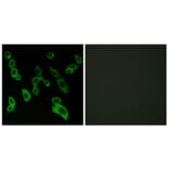 Immunofluorescence - Anti-GPR139 Antibody (G294) - Antibodies.com