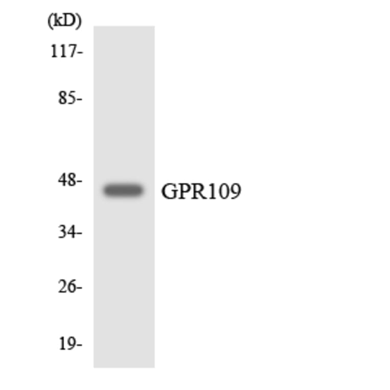 Western Blot - Anti-GPR109 Antibody (R12-2824) - Antibodies.com