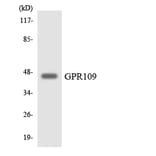 Western Blot - Anti-GPR109 Antibody (R12-2824) - Antibodies.com