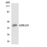 Western Blot - Anti-GPR105 Antibody (R12-2822) - Antibodies.com