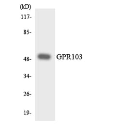 Western Blot - Anti-GPR103 Antibody (R12-2821) - Antibodies.com