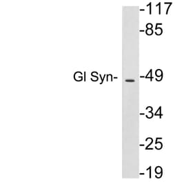 Western Blot - Anti-Gl Syn Antibody (R12-2165) - Antibodies.com
