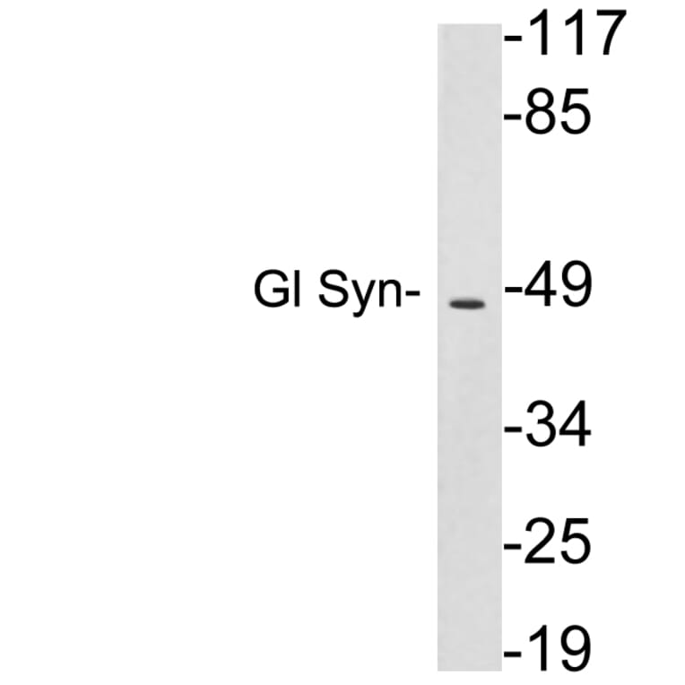 Western Blot - Anti-Gl Syn Antibody (R12-2165) - Antibodies.com