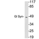 Western Blot - Anti-Gl Syn Antibody (R12-2165) - Antibodies.com