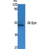 Western Blot - Anti-Gl Syn Antibody (R12-2165) - Antibodies.com
