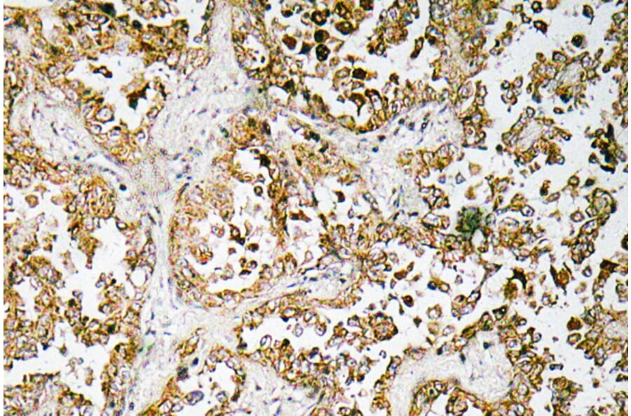Immunohistochemistry - Anti-GATA-5 Antibody (R12-2154) - Antibodies.com