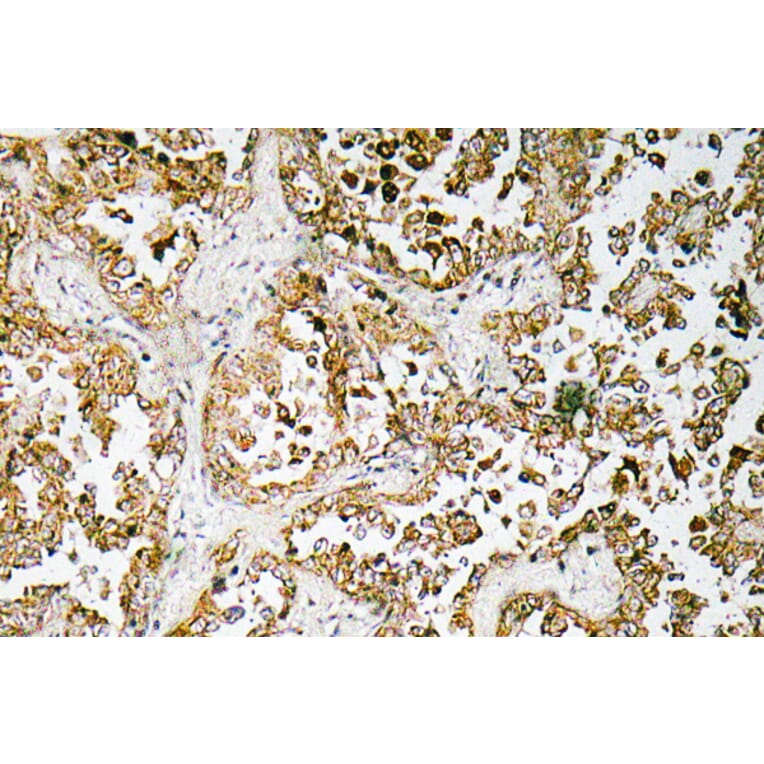 Immunohistochemistry - Anti-GATA-5 Antibody (R12-2154) - Antibodies.com