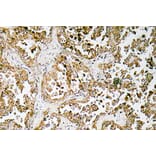 Immunohistochemistry - Anti-GATA-5 Antibody (R12-2154) - Antibodies.com