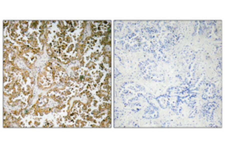 Immunohistochemistry - Anti-GATA-5 Antibody (R12-2154) - Antibodies.com