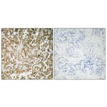 Immunohistochemistry - Anti-GATA-5 Antibody (R12-2154) - Antibodies.com