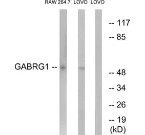 Western Blot - Anti-GABRG1 Antibody (C15858) - Antibodies.com