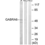 Western Blot - Anti-GABRA6 Antibody (C15852) - Antibodies.com