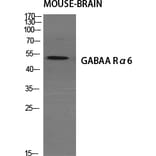 Western Blot - Anti-GABRA6 Antibody (C15852) - Antibodies.com