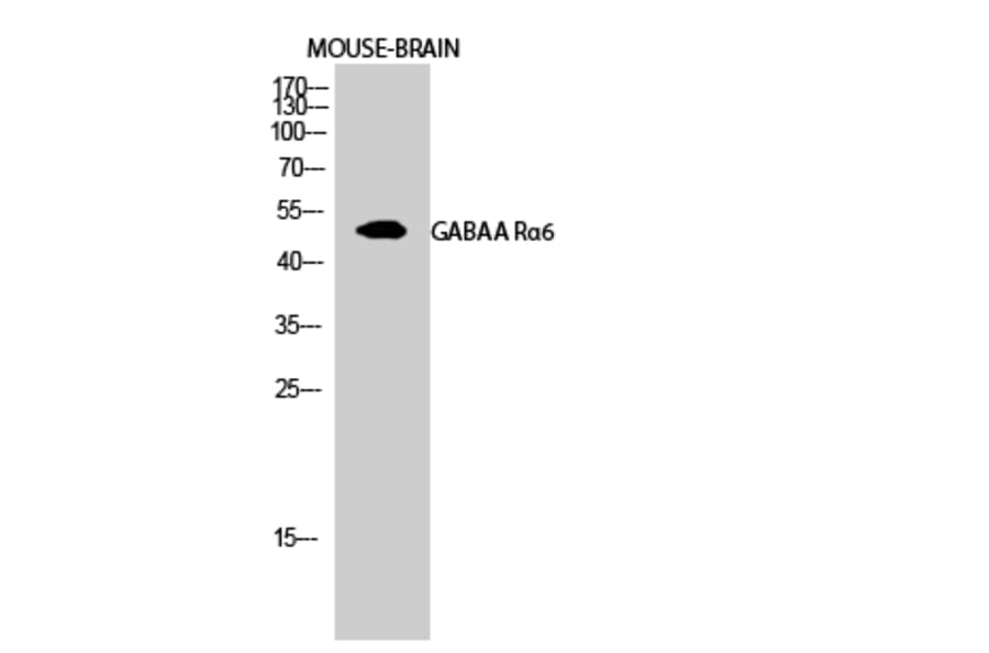Western Blot - Anti-GABRA6 Antibody (C15852) - Antibodies.com
