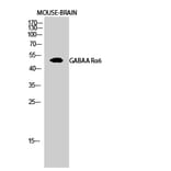 Western Blot - Anti-GABRA6 Antibody (C15852) - Antibodies.com
