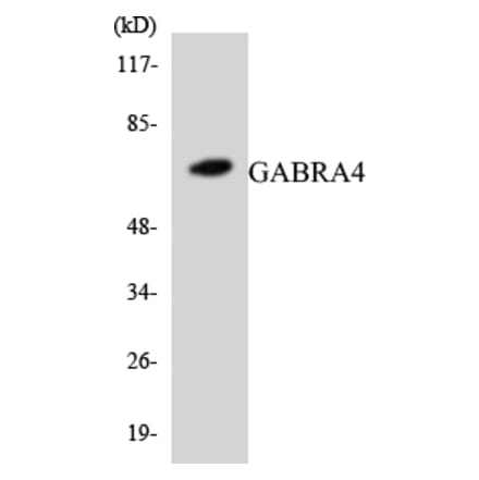 Western Blot - Anti-GABRA4 Antibody (R12-2793) - Antibodies.com