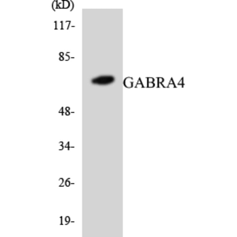 Western Blot - Anti-GABRA4 Antibody (R12-2793) - Antibodies.com