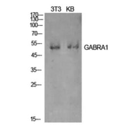 Western Blot - Anti-GABRA1 Antibody (C30223) - Antibodies.com