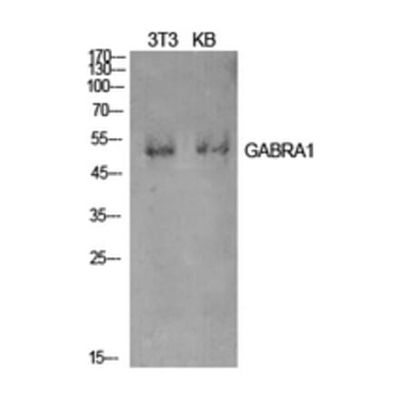 Western Blot - Anti-GABRA1 Antibody (C30223) - Antibodies.com