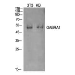 Western Blot - Anti-GABRA1 Antibody (C30223) - Antibodies.com