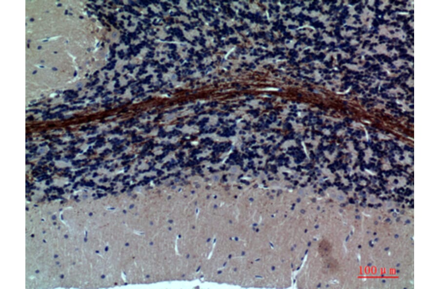 Immunohistochemistry - Anti-GABRA1 Antibody (C30223) - Antibodies.com