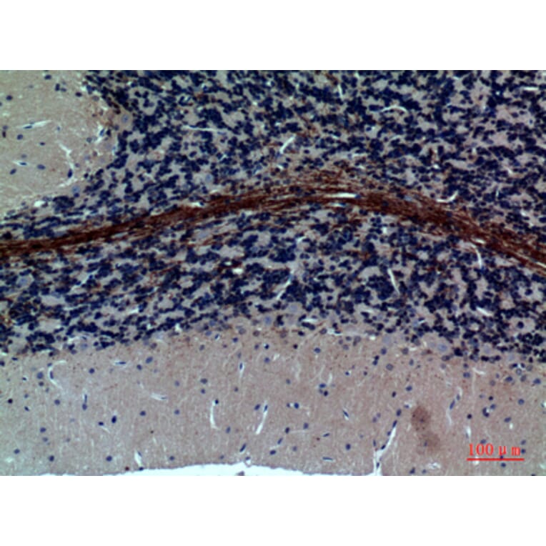 Immunohistochemistry - Anti-GABRA1 Antibody (C30223) - Antibodies.com