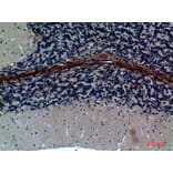 Immunohistochemistry - Anti-GABRA1 Antibody (C30223) - Antibodies.com
