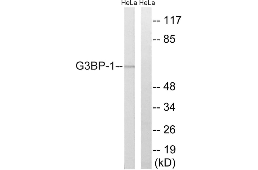 Western Blot - Anti-G3BP-1 Antibody (B7089) - Antibodies.com