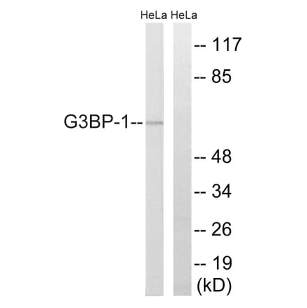 Western Blot - Anti-G3BP-1 Antibody (B7089) - Antibodies.com