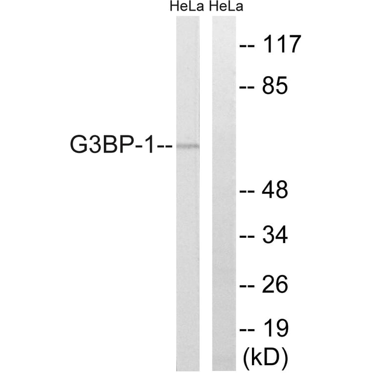 Western Blot - Anti-G3BP-1 Antibody (B7089) - Antibodies.com