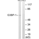 Western Blot - Anti-G3BP-1 Antibody (B7089) - Antibodies.com