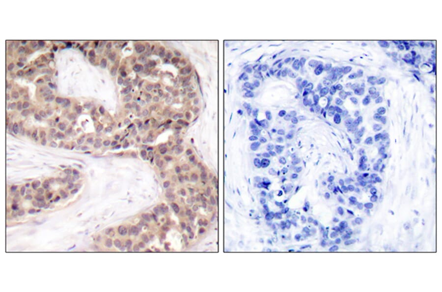 Immunohistochemistry - Anti-G3BP-1 Antibody (B7089) - Antibodies.com